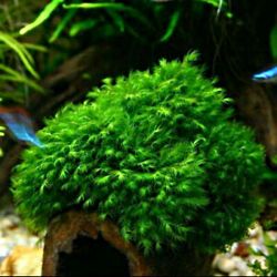 Fissidens fontanus moss, feathery green, ideal for driftwood or rocks in aquariums