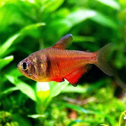 Flame Tetra - FISH HUT AQUA AND PET SUPPLIES