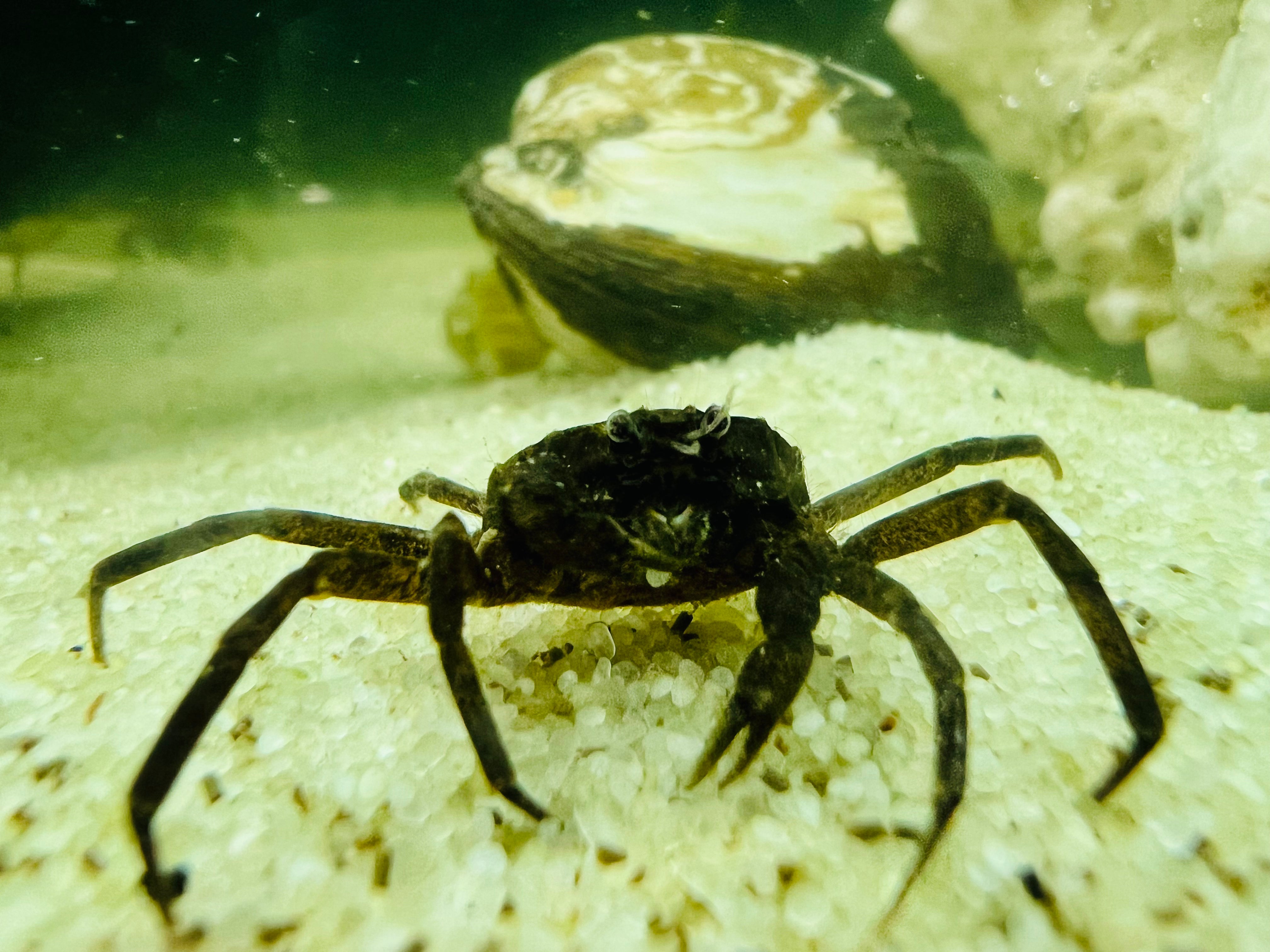 Cherry Spider Crabs - Freshwater - FISH HUT AQUA AND PET SUPPLIES Main image
