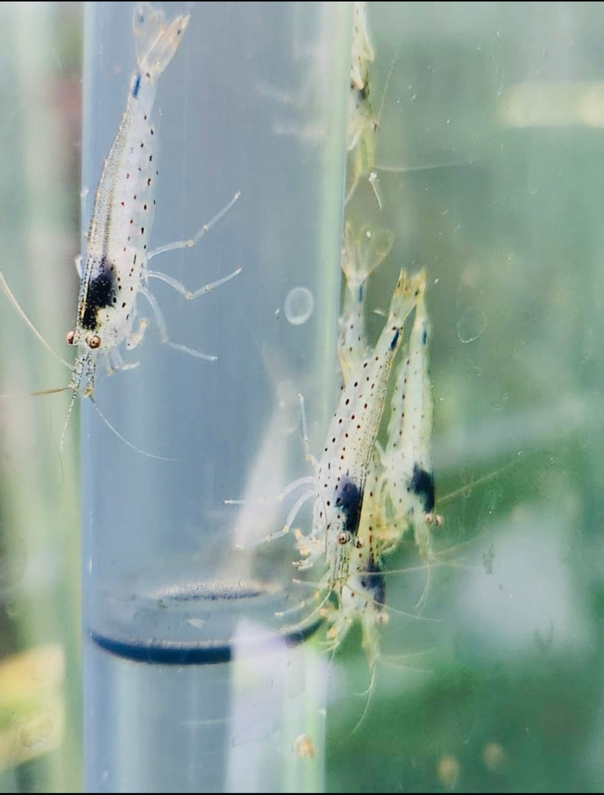 Amano Shrimp - Caridina Multidentata