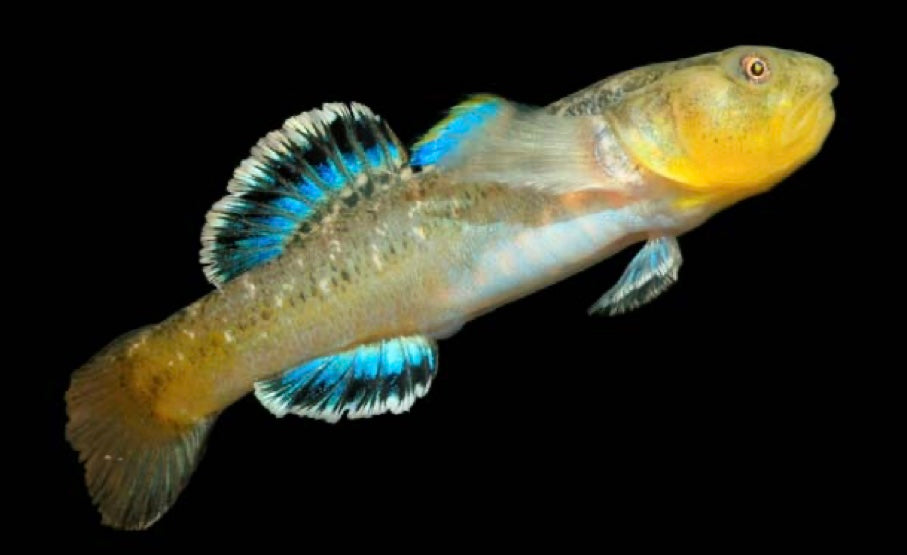 DESERT GOBY Pre Order