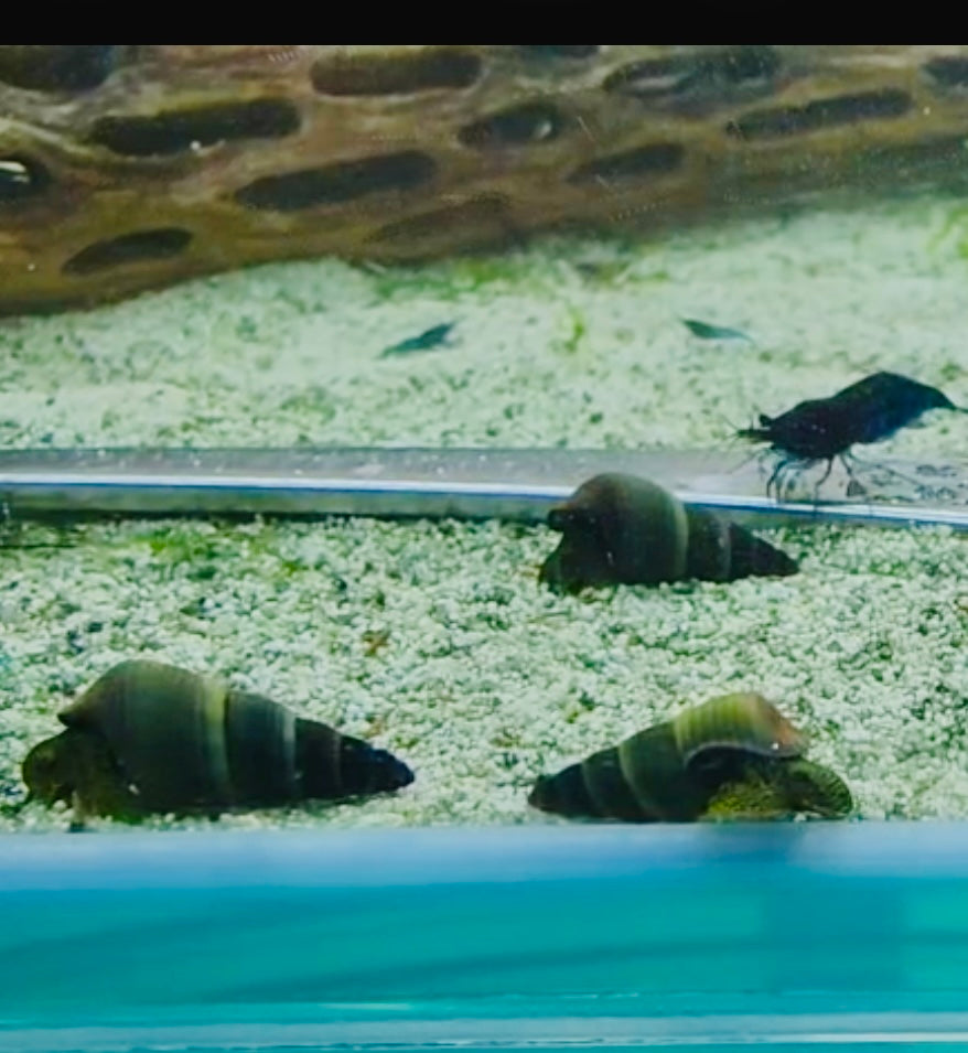 Green Sulawesi Rabbit Snail