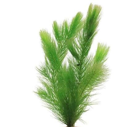 Foxtail Ceratophyllum demersum