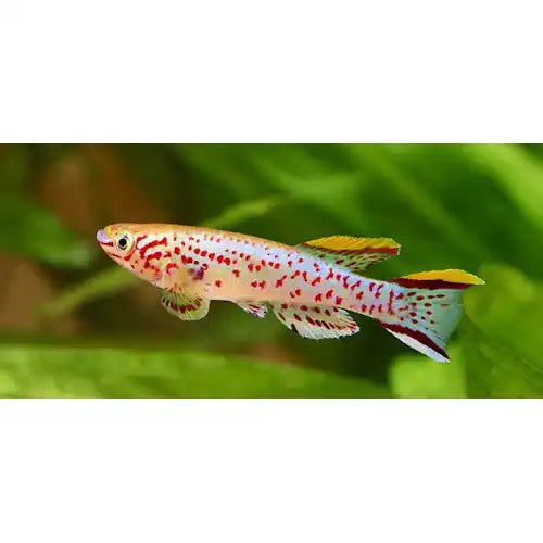 Aphyosemion Gardneri Killifish - FISH HUT AQUA AND PET SUPPLIES