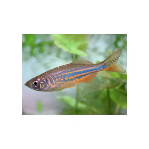 GIANT DANIO 4 - 5.0CM - FISH HUT AQUA AND PET SUPPLIES