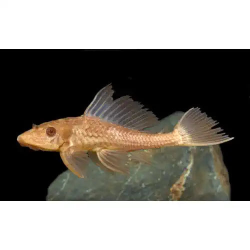 Golden Plecostomus Catfish - 4cm - FISH HUT AQUA AND PET SUPPLIES