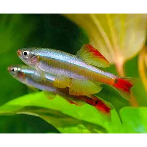 GOLDEN WHITE CLOUD MINNOWS - FISH HUT AQUA AND PET SUPPLIES