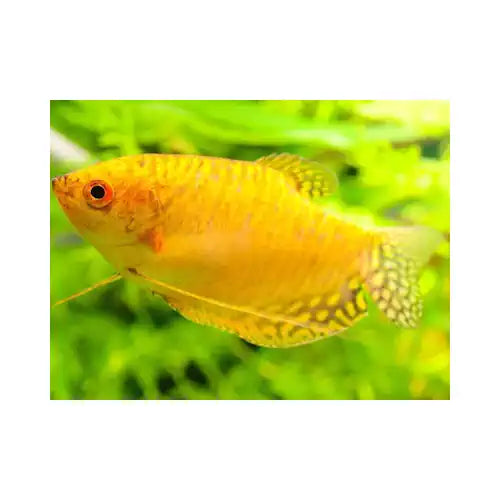 Golden Gourami - FISH HUT AQUA AND PET SUPPLIES