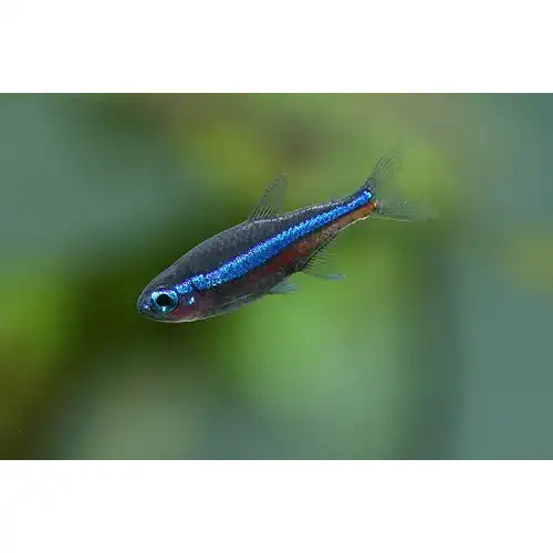 Green Neon Tetra