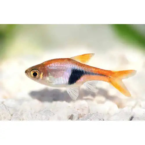 HARLEQUIN RASBORA - FISH HUT AQUA AND PET SUPPLIES