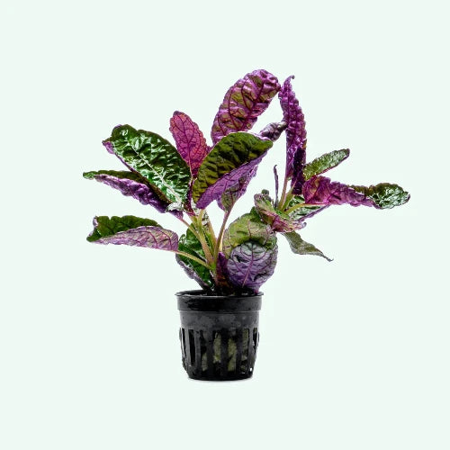 HEMIGRAPHIS EXOTICA - PURPLE WAFFLE