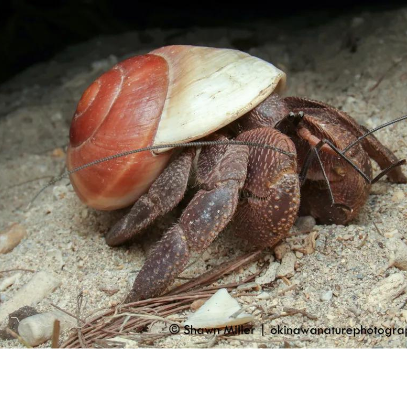 Hermit Crab (Local) S