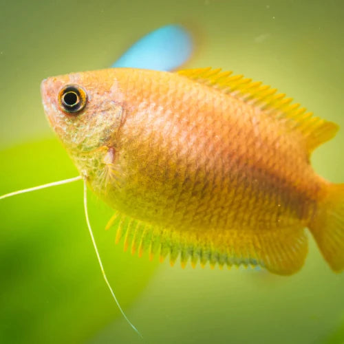 Honey Dwarf Gourami