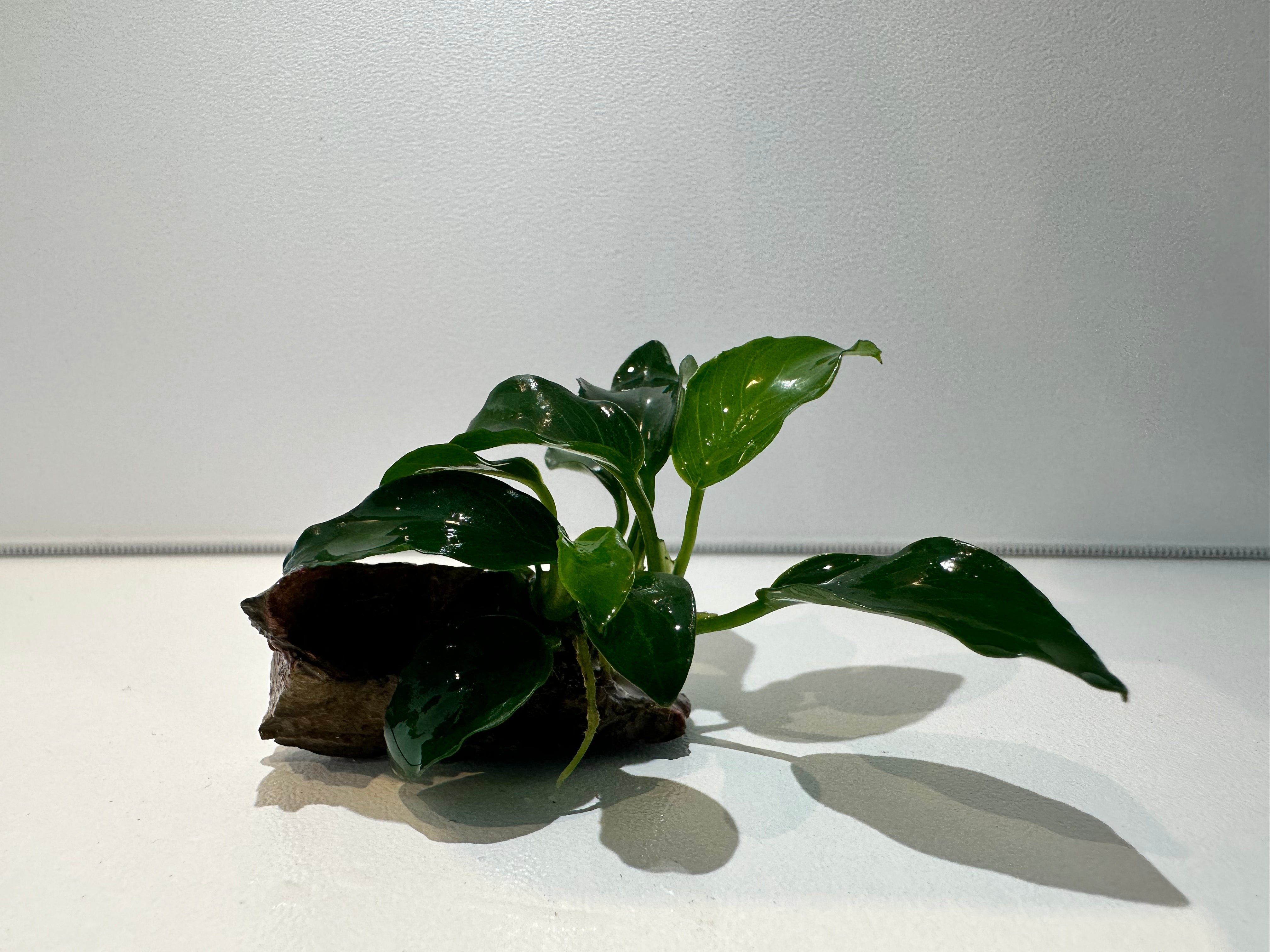 Anubias Nana Petite On Dragon Stone - FISH HUT AQUA AND PET SUPPLIES