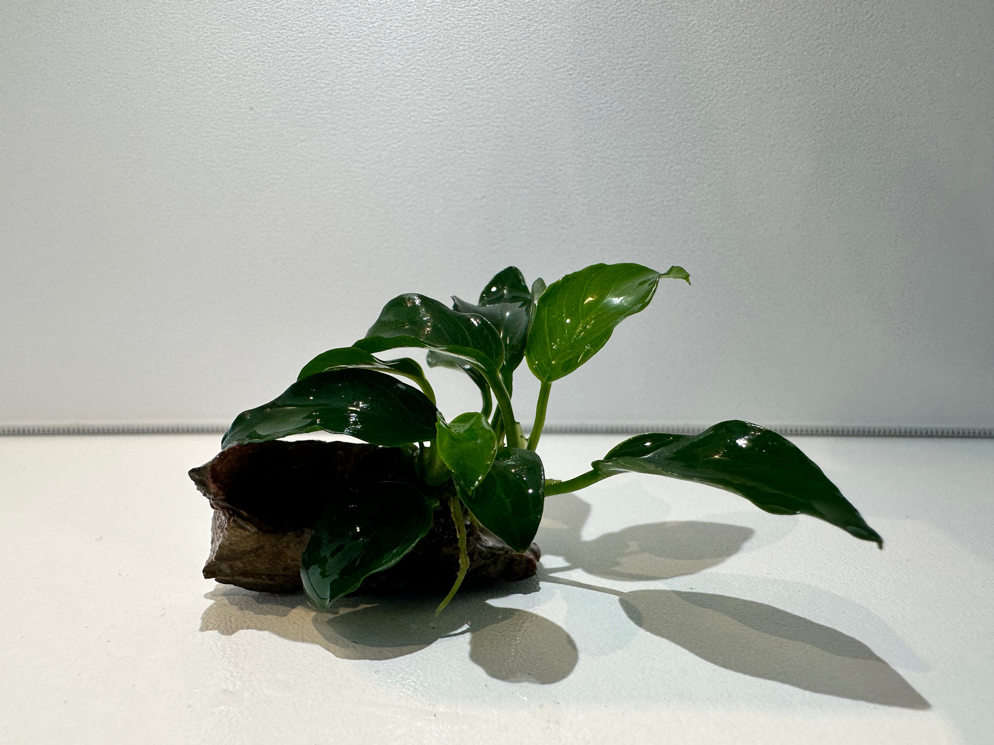 Anubias Nana Petite On Dragon Stone - FISH HUT AQUA AND PET SUPPLIES Main image