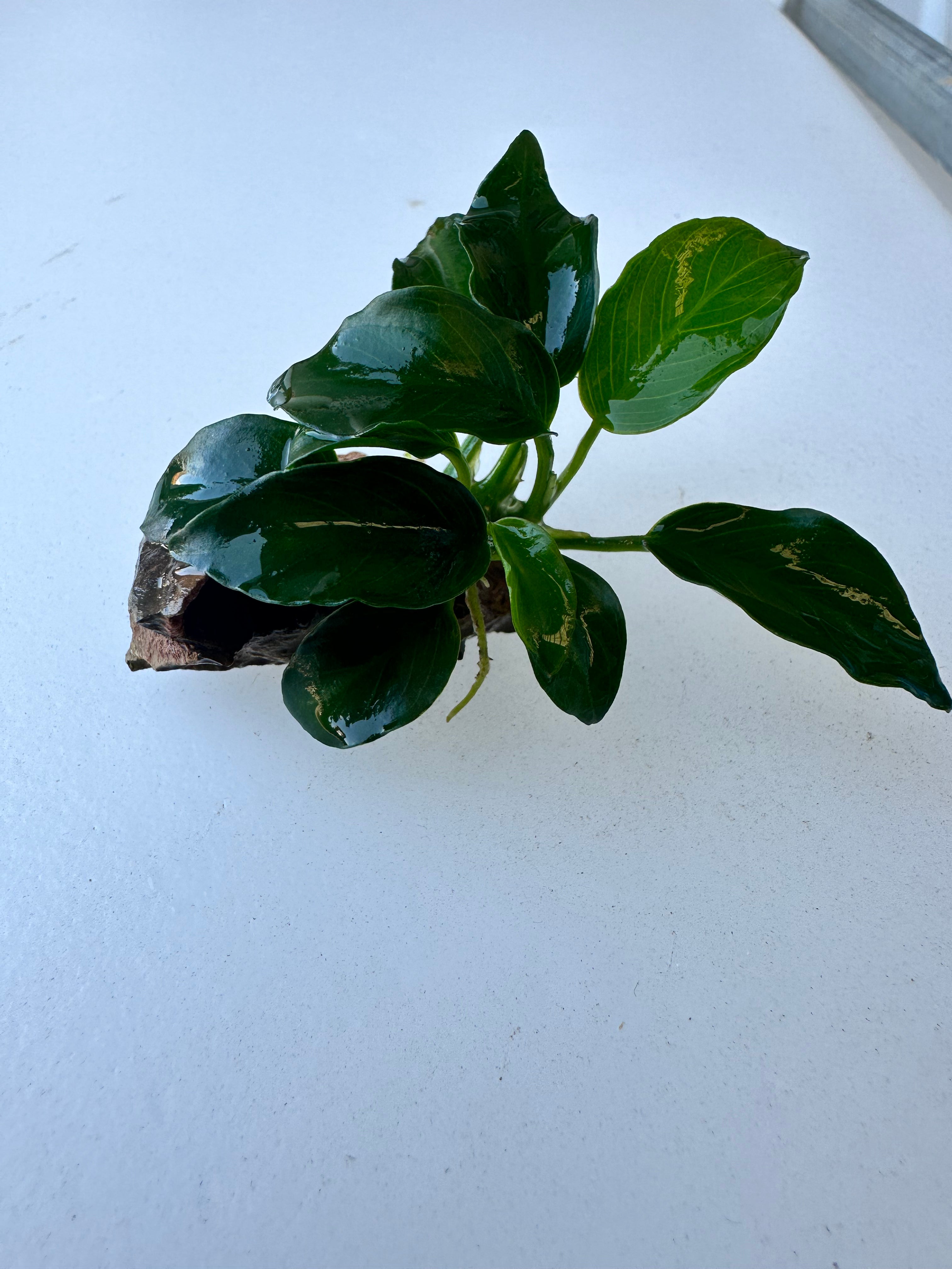 Anubias Nana Petite On Dragon Stone - FISH HUT AQUA AND PET SUPPLIES