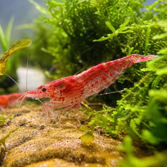 RED CHERRY SHRIMP MEDIUM GRADE