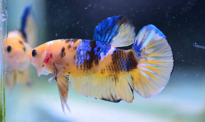 Betta Fish - Yellow SAMURAI HMPK