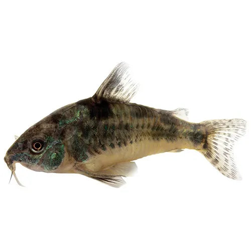 Corydoras peppered