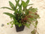 Potted aquarium plant mix with green and reddish leaves, suitable for freshwater aquariums.