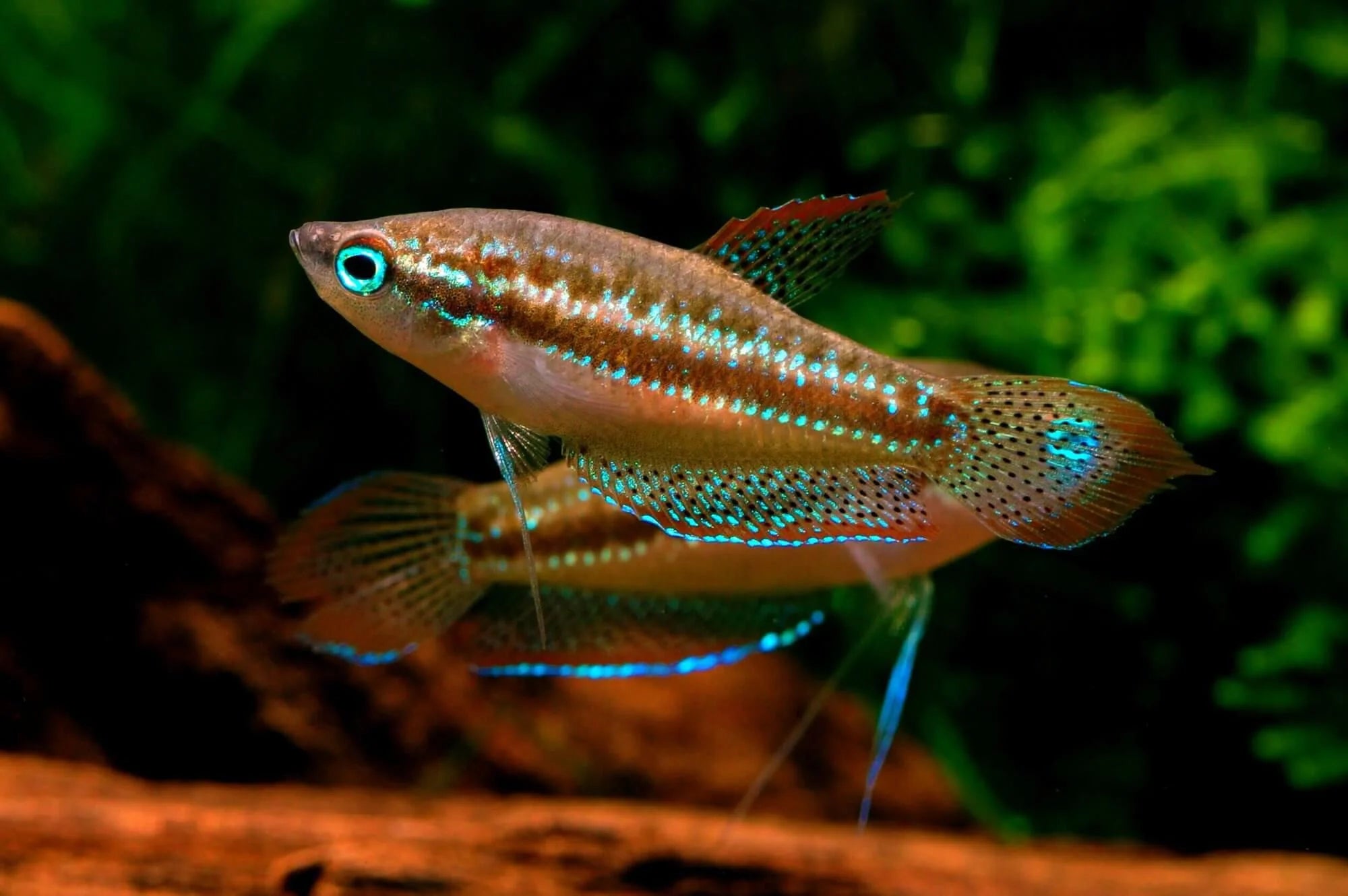 Croaking Gourami Main image