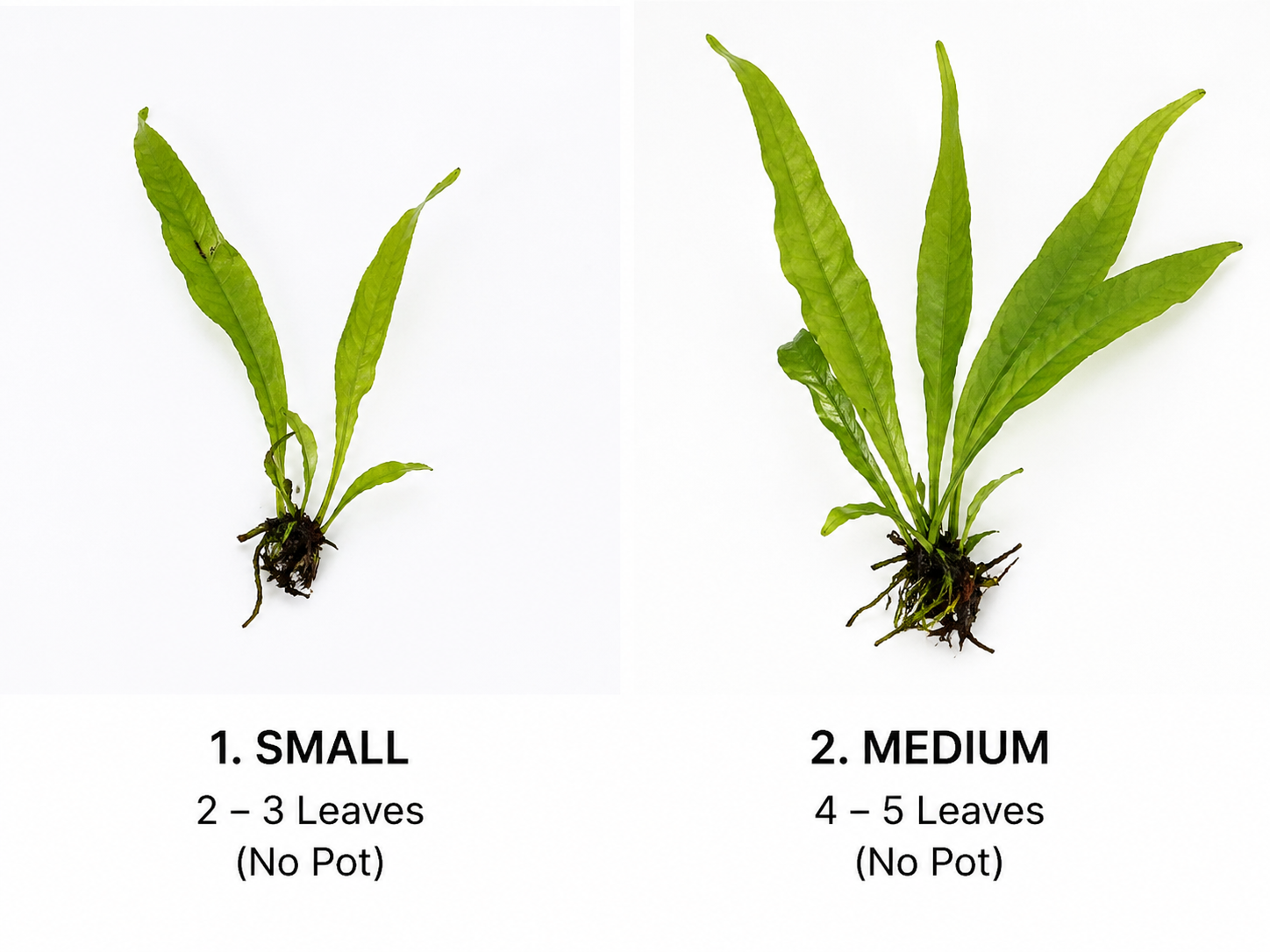 JAVA FERN Secondary image
