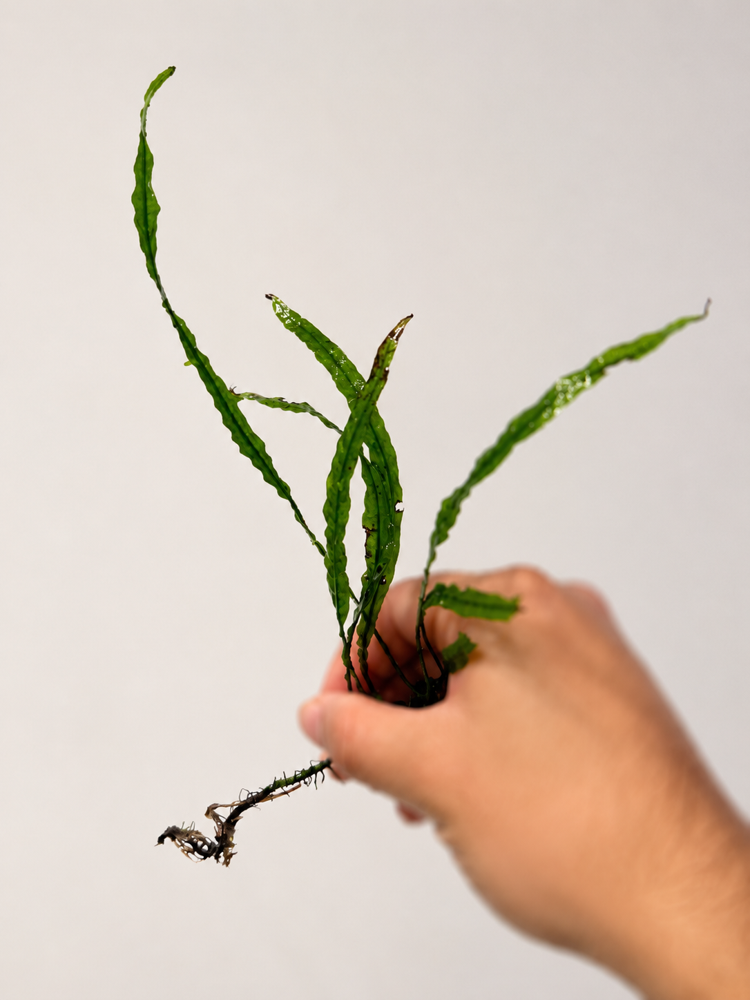 Needle Leaf Java Fern Main image