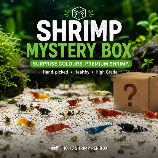 SHRIMP MYSTERY BOX