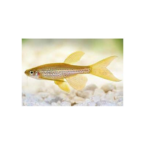 LONGFIN LEOPARD DANIO - FISH HUT AQUA AND PET SUPPLIES