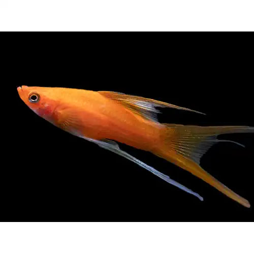 LYRETAIL BLOOD RED SIMPSON SWORDTAIL BREEDING GROUP - FISH HUT AQUA AND PET SUPPLIES