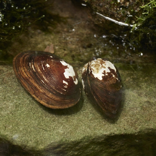 FRESH WATER MUSSELS - FISH HUT AQUA AND PET SUPPLIES