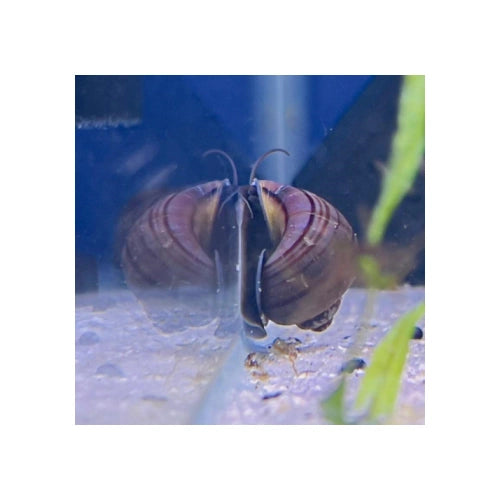 MYSTERY SNAILS PURPLE - FISH HUT AQUA AND PET SUPPLIES