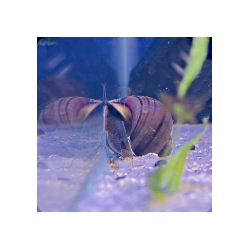 MYSTERY SNAILS PURPLE - FISH HUT AQUA AND PET SUPPLIES