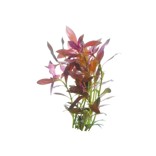 NARROW LUDWIGIA - FISH HUT AQUA AND PET SUPPLIES