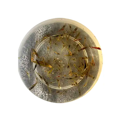 Cull Shrimps - Neo Caridina- 20pk - FISH HUT AQUA AND PET SUPPLIES