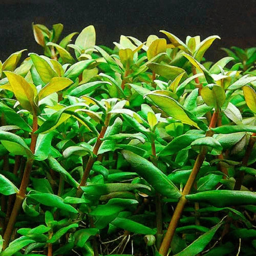 MARGINAL POND PLANT- NESSEA TRIFLORA - FISH HUT AQUA AND PET SUPPLIES