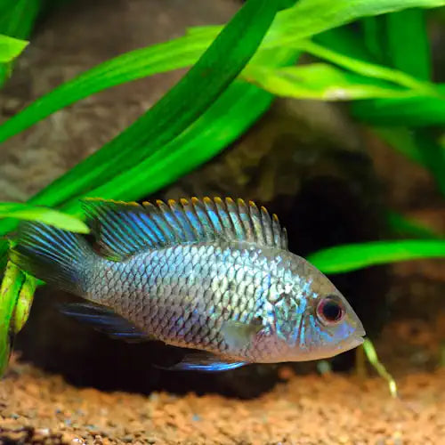 Neon Blue Acara 7cm