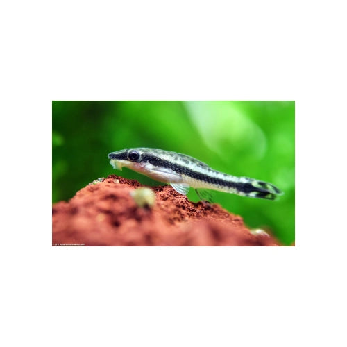 OTOCINCLUS CATFISH - 3CM - FISH HUT AQUA AND PET SUPPLIES