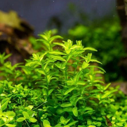 BABY TEARS DWARF NARROW BUNCH (PEARLWEED) - FISH HUT AQUA AND PET SUPPLIES