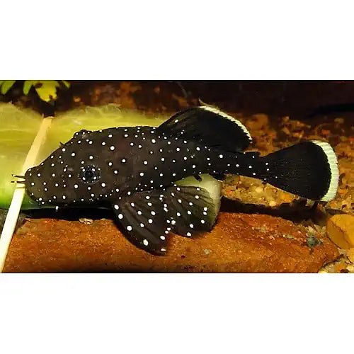 PLECO - PEPPERMINT CATFISH - FISH HUT AQUA AND PET SUPPLIES