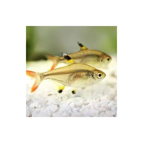 Pristella Tetra - FISH HUT AQUA AND PET SUPPLIES