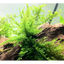 Peacock Moss – delicate, feathery green moss ideal for aquascaping and shrimp tanks.