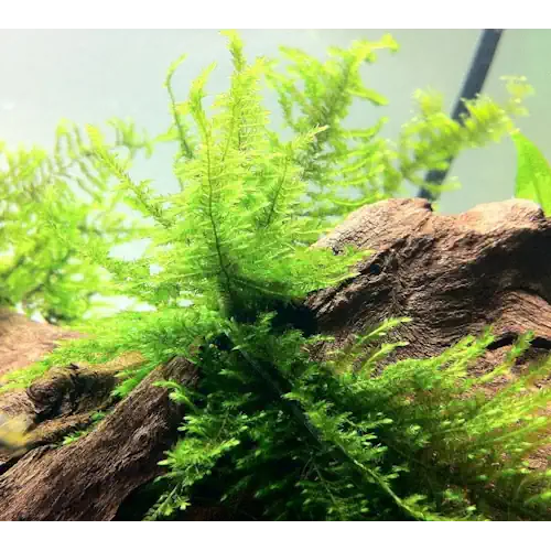 Peacock Moss
