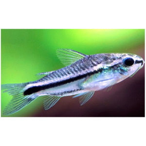 CORYDORAS PYGMAEUS CATFISH - FISH HUT AQUA AND PET SUPPLIES