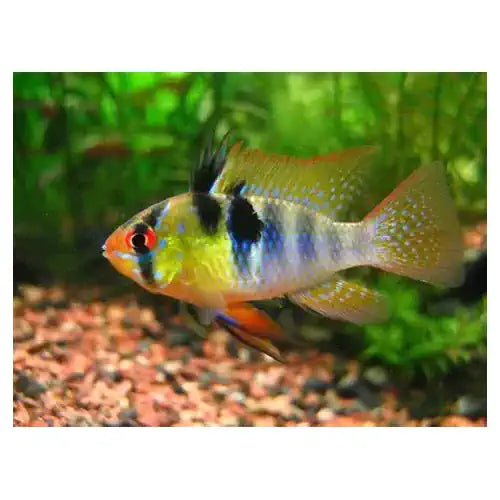 RAMIREZI BLUE - ADULTS - FISH HUT AQUA AND PET SUPPLIES