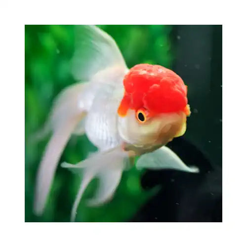 Red Cap Oranda Goldfish - FISH HUT AQUA AND PET SUPPLIES