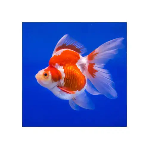 RYUKIN GOLDFISH - FISH HUT AQUA AND PET SUPPLIES