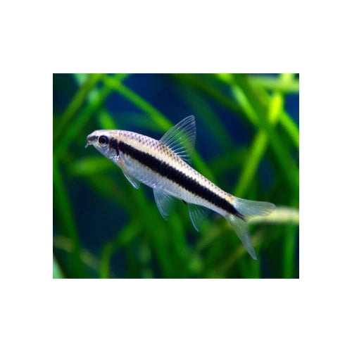 S.A.E SIAMESE ALGAE EATER FISH - FISH HUT AQUA AND PET SUPPLIES