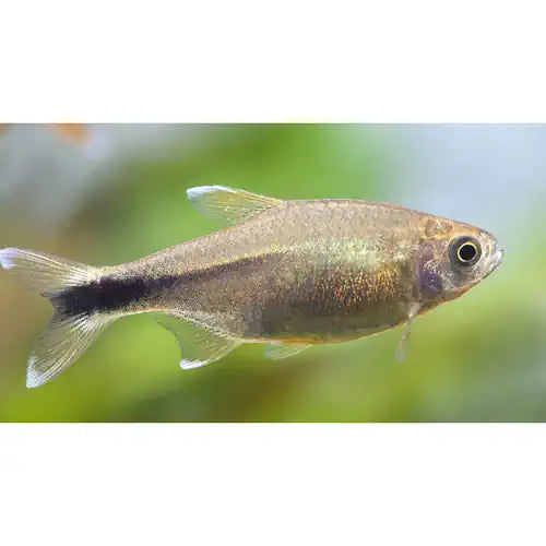 SILVER TIP TETRA - FISH HUT AQUA AND PET SUPPLIES