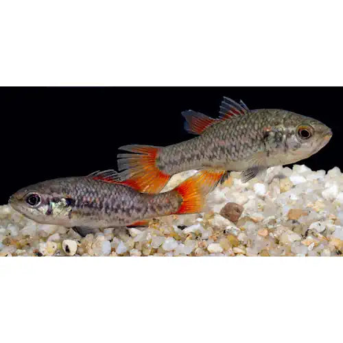 Southern Pygmy Perch